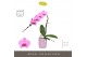 Phalaenopsis roze Formidablo Havasu Falls in Molise Lilac Aquo Showdoo 