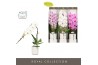 Phalaenopsis mix Formidablo Mix in Molise White Aquo Showdoos 12 bl. 1