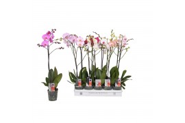 Phalaenopsis mix Phalaenopsis 5 color mix, 1-spike 9+/branched9 bl. 1 