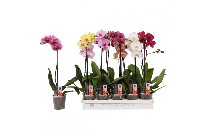 Phalaenopsis mix Phalaenopsis 5 color mix, 1-spike 6+6 bl. 1 tak/plnt 