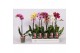 Phalaenopsis mix Phalaenopsis 5 color mix, 1-spike 6+6 bl. 1 tak/plnt 