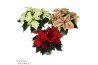 Euphorbia pul. mix Poinsettia mix 13cm 4 bloem4 bl.