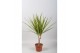 Dracaena marg. sunray Dracaena Sunray enkele stam1 pp 