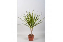 Dracaena marg. sunray Dracaena Sunray enkele stam1 pp
