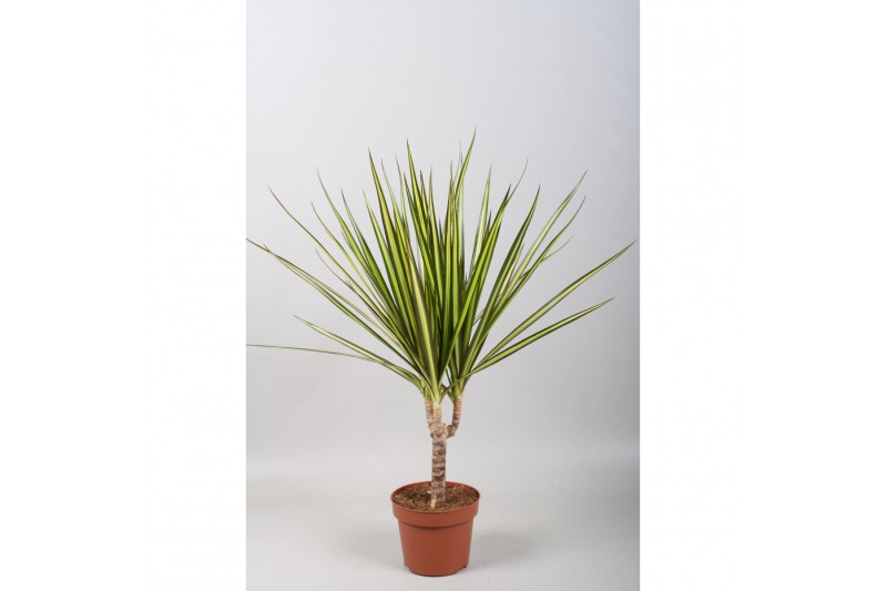 Dracaena marg. sunray Dracaena Sunray enkele stam1 pp 