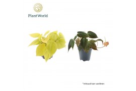 Philodendron scandens subsp. micans Philodendron scandens Micans mix o