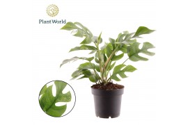 Rhaphidophora tetrasperma Rhaphidophora Tetrasperma Marmer