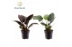 Philodendron Philodendron Imperial Green & Red 1 pp 