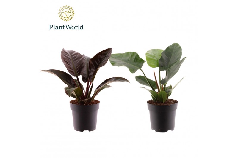 Philodendron Philodendron Imperial Green & Red 1 pp 