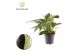 Philodendron Philodendron Maximus 1 pp 