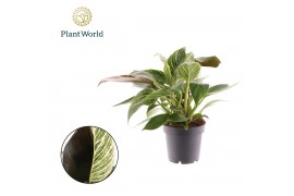 Philodendron Philodendron Maximus 1 pp