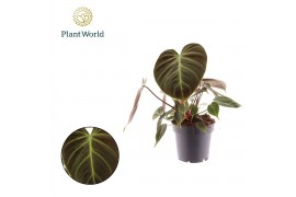 Philodendron Philodendron Choco Red 1 pp