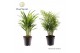 Dypsis lutescens Palmen Mix 26 pp 