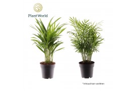 Dypsis lutescens Palmen Mix 26 pp