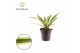 Dracaena fragrans Dracaena Fragrans Lemon Lime 1 pp 