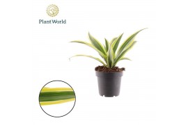 Dracaena fragrans Dracaena Fragrans Lemon Lime 1 pp