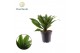 Dracaena fragrans Dracaena Fragrans Compacta 1 pp 