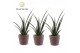 Sansevieria kirkii friends Sansevieria kirkii Friends trendy mand 
