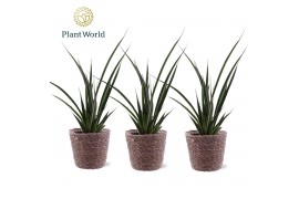 Sansevieria kirkii friends Sansevieria kirkii Friends trendy mand