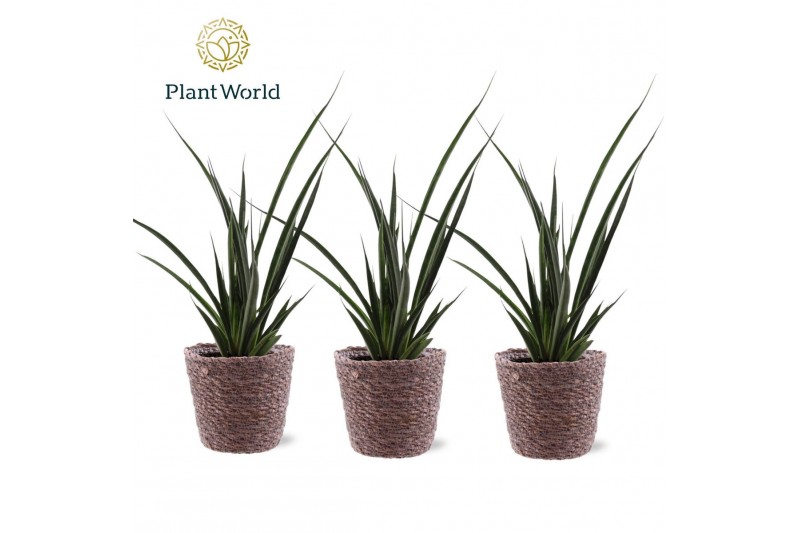Sansevieria kirkii friends Sansevieria kirkii Friends trendy mand 