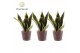 Sansevieria trifasciata futura superba Sansevieria Futura Superba 3 st 