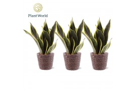 Sansevieria trifasciata futura superba Sansevieria Futura Superba 3 st
