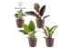 Philodendron Philodendron gemengd div. soorten Trendy Mand 1 pp 
