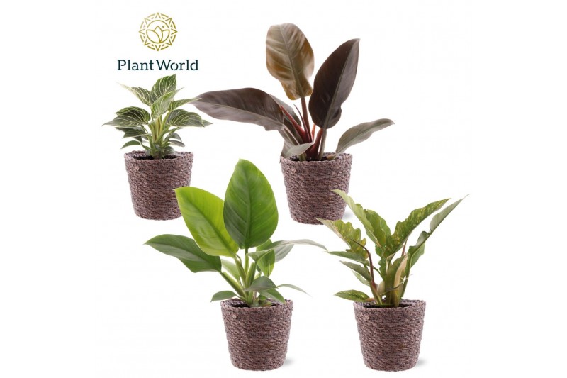 Philodendron Philodendron gemengd div. soorten Trendy Mand 1 pp 