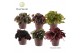 Begonia blad rex mix Begonia rex Magic Colours Trendy Mand 3 pp 