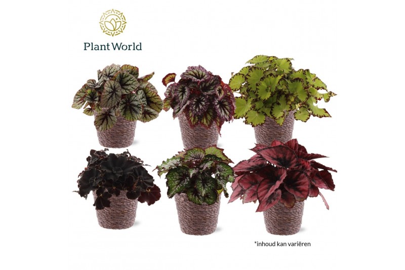 Begonia blad rex mix Begonia rex Magic Colours Trendy Mand 3 pp 