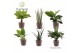 Kamerplanten mix Groenmix Miami (diverse soorten) Trendy Mand 2 pp 