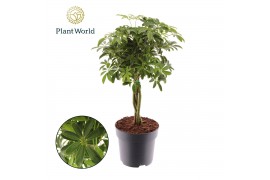 Schefflera arboricola luseana Schefflera Luseana vlecht 3 pp