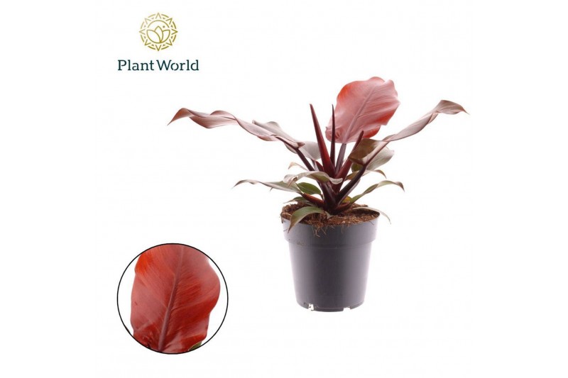 Philodendron Sunlight Philodendron Sunlight 1 pp 