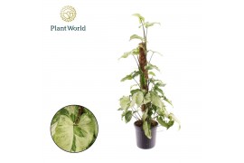 Syngonium podophyllum mottled Syngonium White Butterfly mosstok 2 pp