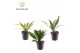 Dracaena fragrans Dracaena Fragrans gemengd 1 pp 