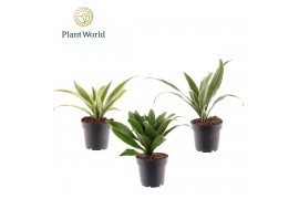 Dracaena fragrans Dracaena Fragrans gemengd 1 pp