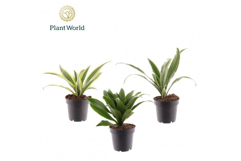 Dracaena fragrans Dracaena Fragrans gemengd 1 pp 