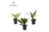 Dracaena fragrans Dracaena Fragrans gemengd 1 pp