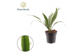 Dracaena fragrans Dracaena Fragrans Warneckei 1 pp