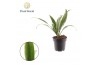 Dracaena fragrans Dracaena Fragrans Warneckei 1 pp