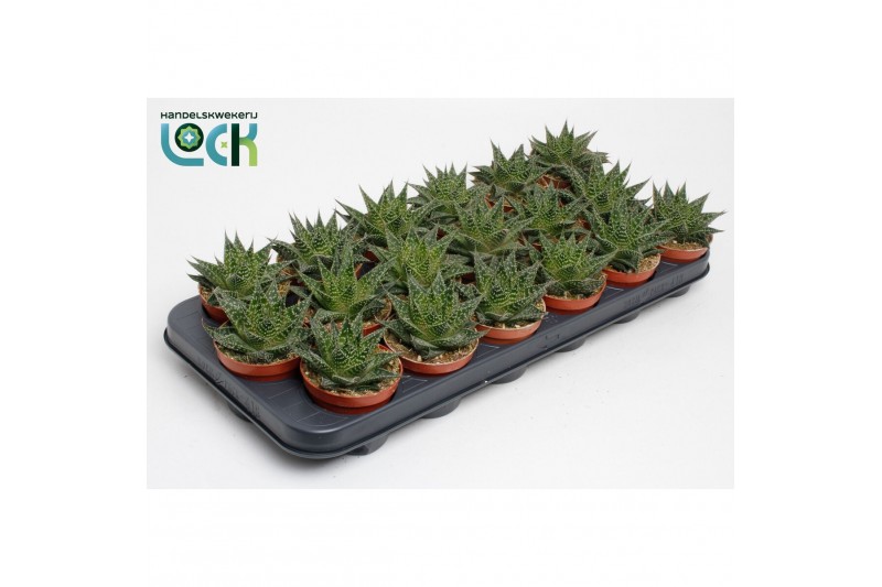 Aloe Aloë Aristata special 