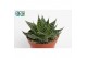 Aloe Aloë Aristata special 