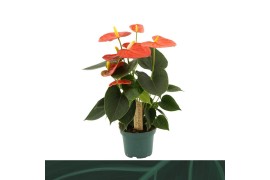 Anthurium antheqibo Anthurium Solara 9cm3 bl.