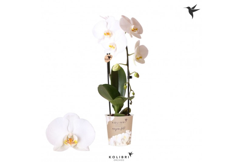 Phalaenopsis elegant cascade Kolibri Orchids Cascade Niagara Fall whit 