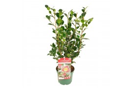 Camellia sasanqua Camellia sas. Yuletide Premium25 bl.