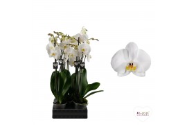 Phalaenopsis anthura cambridge Phalaenopsis Cambridge - 2 tak 60cm (Qu