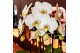 Phalaenopsis elegant cascade Kolibri Orchids Cascade Niagara fall Leed 