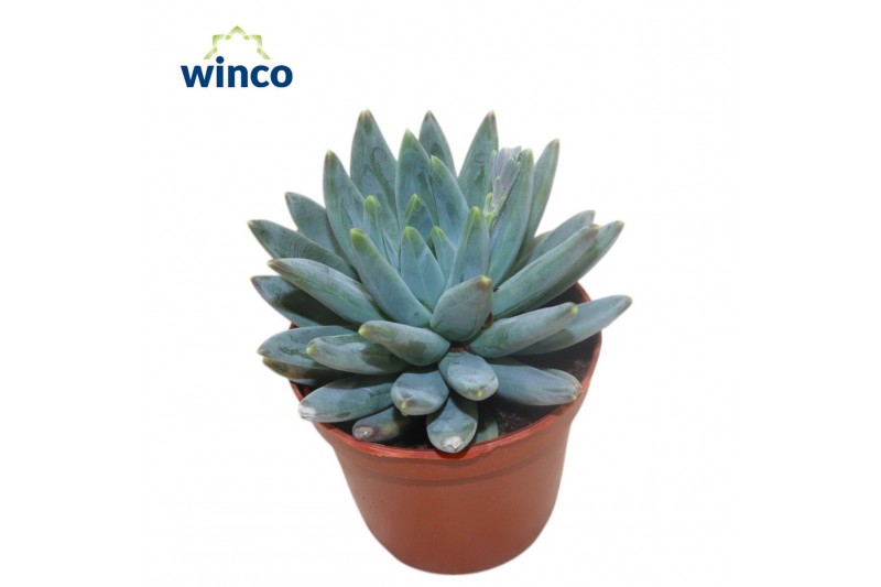 Echeveria hookeri Echeveria Hookerii1 bl. 