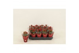 Kalanchoe blossfeldiana gevuld rubio red Kalanchoe Double Red1 pp