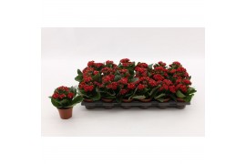 Kalanchoe blossfeldiana gevuld rubio red Kalanchoe Double Red, without